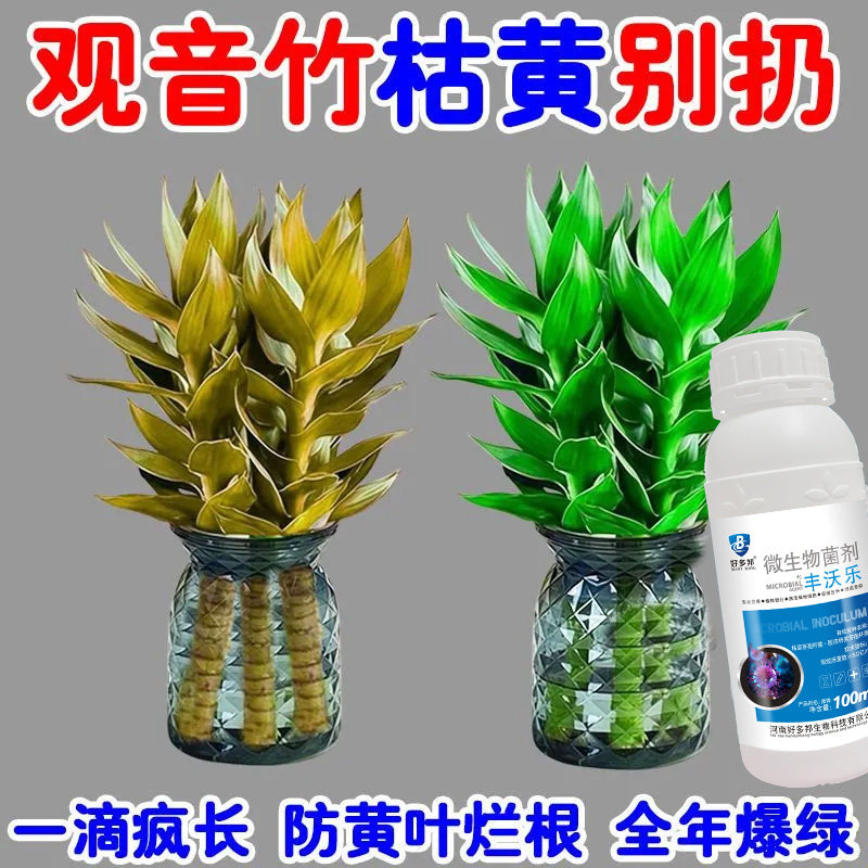 【高效品质】观音竹营养液一喷绿预防黄叶烂根促绿生根水培专用肥