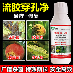 流胶病专用药流胶一喷净桃树果树花椒柑橘溃疡病腐烂病流胶穿孔净