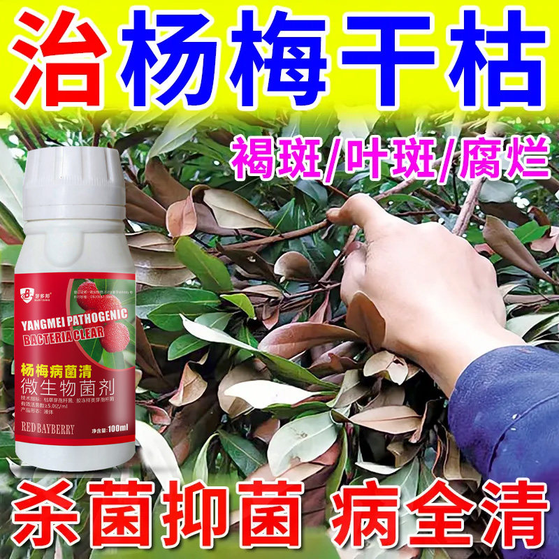杨梅黄叶病全治杨梅凋萎病药赤衣肉葱病黄叶病叶枯枝腐锈白腐杨梅图片
