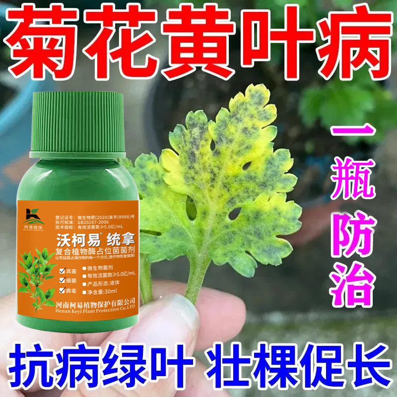 菊花专用杀菌剂菊花病全治菊花万寿菊白粉病褐斑病黄叶枯萎病疫病