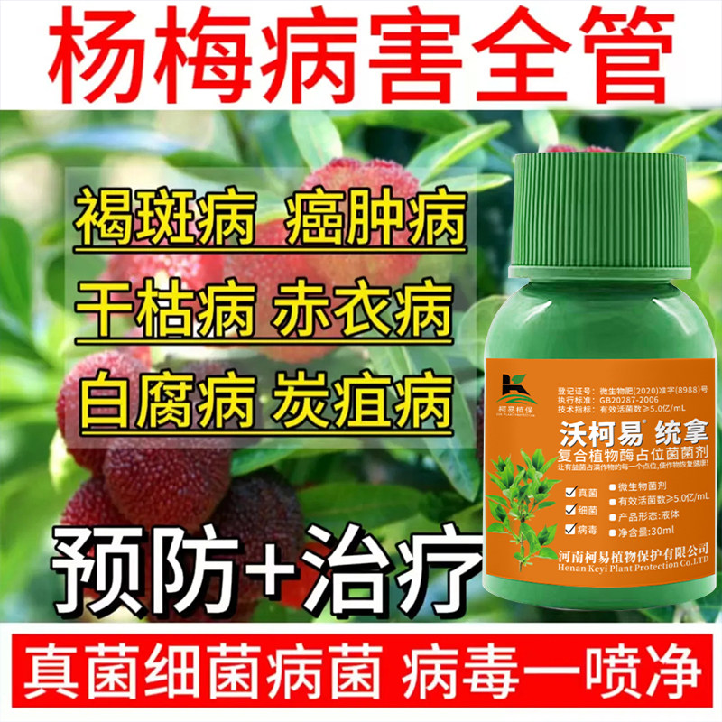 杨梅病全治杨梅专用除菌药根腐病凋萎病枯枝病褐斑病专用清菌剂图片