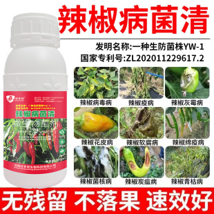 辣椒病害清专利技术配方辣椒花叶卷叶病毒病烂皮烂果炭疽病软腐病