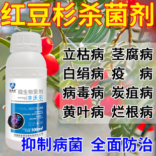 红豆杉病全管专用药红豆杉黄叶烂根催花挂果促生长家用盆栽叶面肥