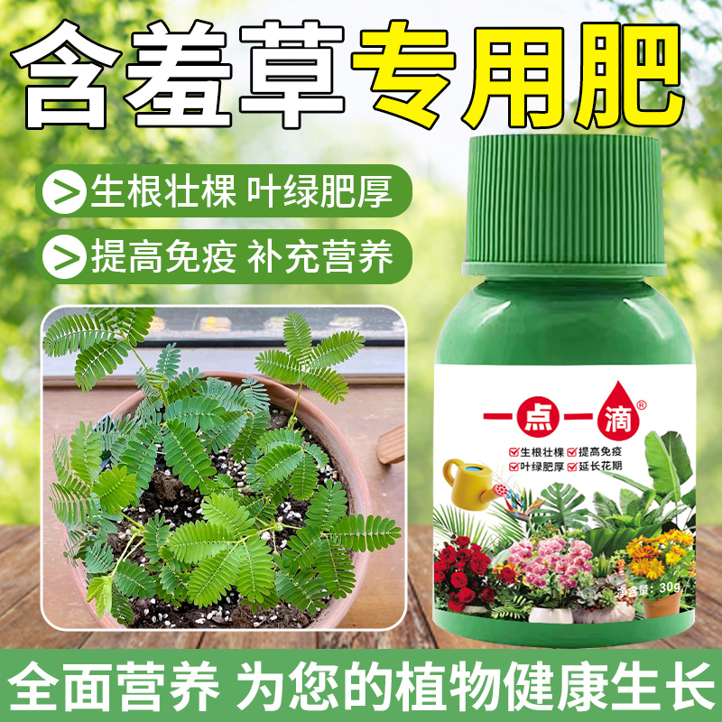含羞草营养液叶片发黄黑斑叶疏矮小没活力专用稀释液体花肥