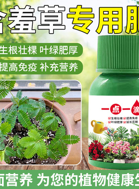 含羞草营养液叶片发黄黑斑叶疏矮小没活力专用稀释液体花肥