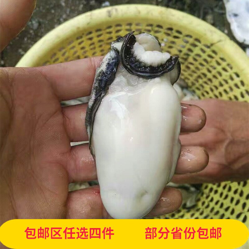 鲜活潮州生蚝非牡蛎肉海蛎子新鲜生蚝