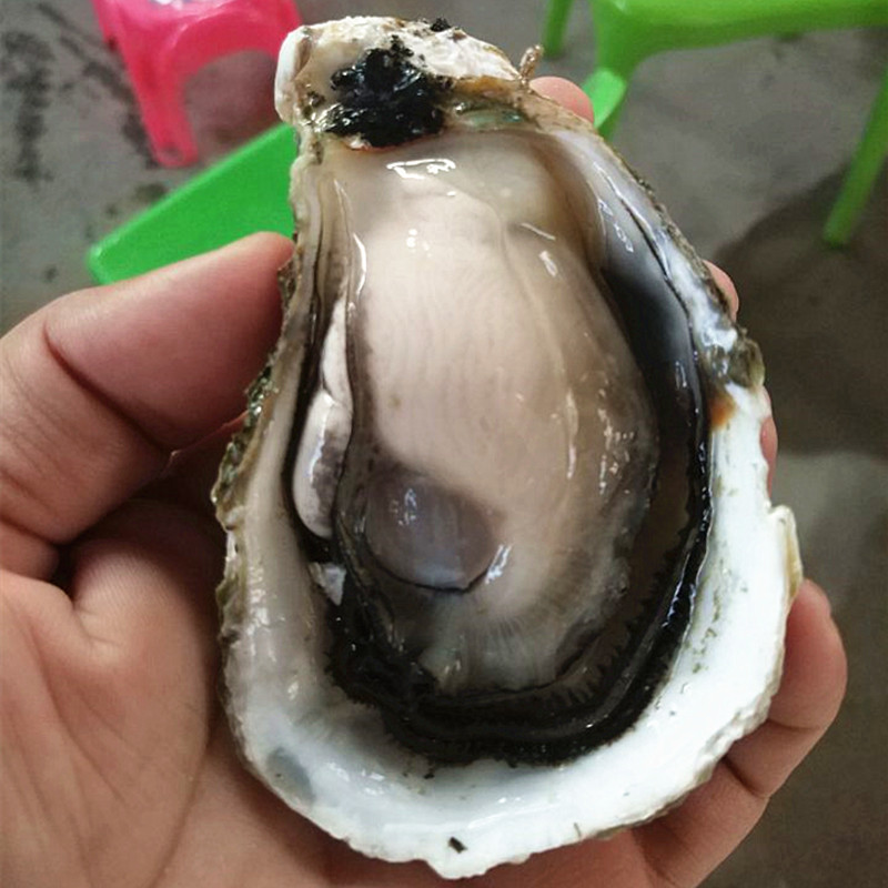 广东省烧烤档生蚝鲜活水产生蚝牡生蚝