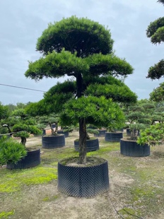 罗汉松大树庭院造型树盆景树迎客松别墅大型日本进口树苗包邮