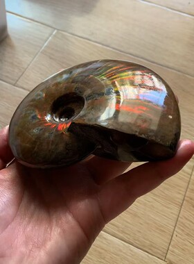 马达加斯加摆件原石斑彩螺