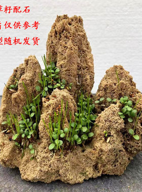 上水石吸水石盆景天然奇石