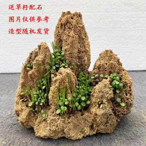 精品小型上水石盆景假山吸水石微景观装饰奇石摆件天然原石水锈石