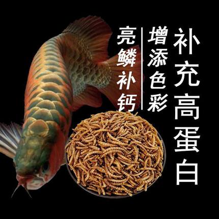 银龙鱼饲料小金龙鱼粮金龙鱼食金龙鱼高蛋白观赏鱼大全七彩银龙鱼