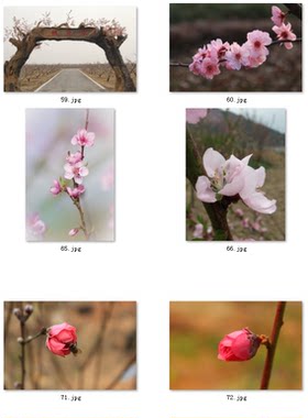 09-设计素材桃花图片素材桃子图片桃树图片水果平面设计素材图片