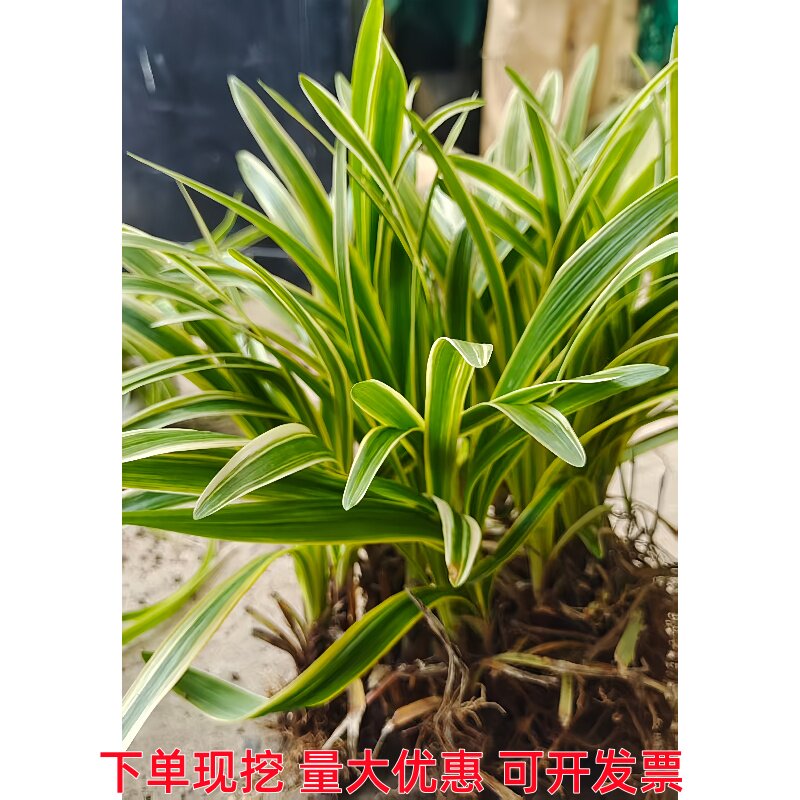 金边麦冬草多年生宿根盆栽地被