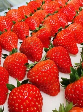 宏麟果业  丹东九九草莓正宗牛奶草莓 顺丰包邮