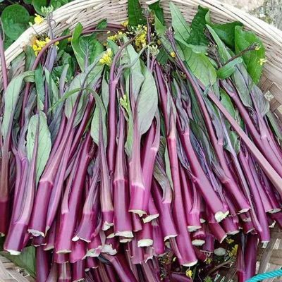 湖北特产农家新鲜洪山绿色红菜苔