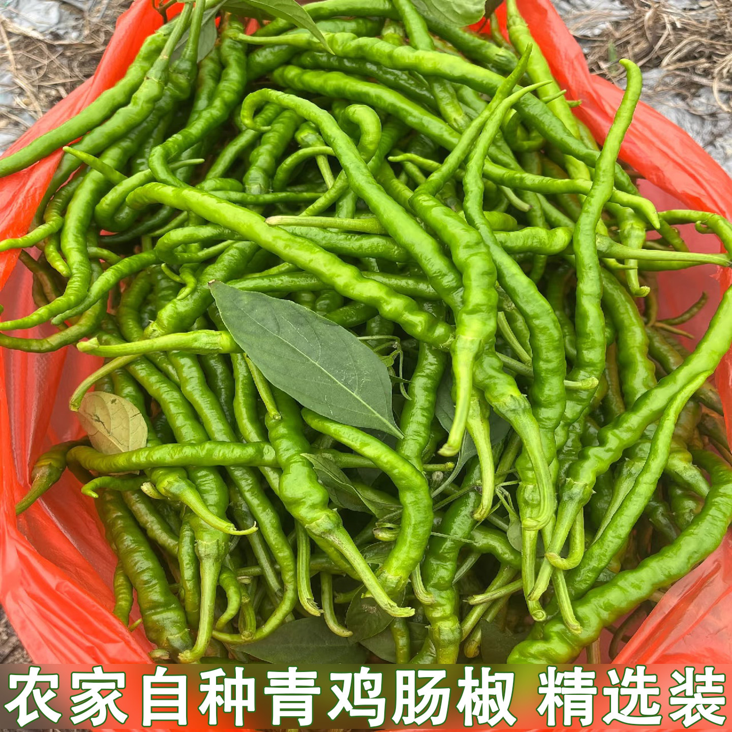 湖北当季本地鸡肠子青辣椒新鲜超细长线椒剁椒青线椒青鸡肠椒辣子