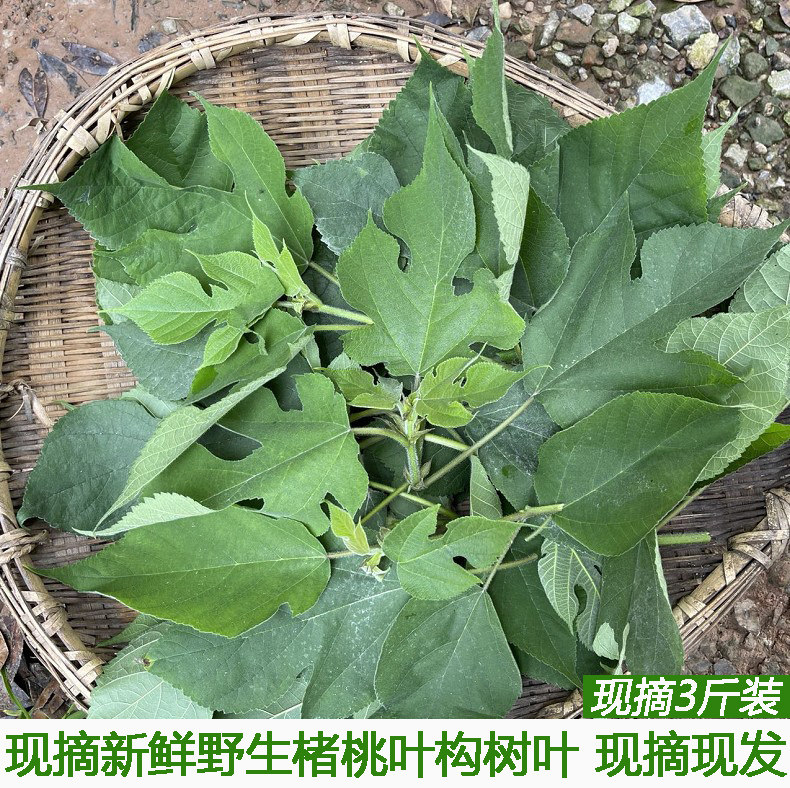 楮桃叶新鲜构树叶中药材野生整片新货褚桃叶干楮树叶谷树叶桃叶