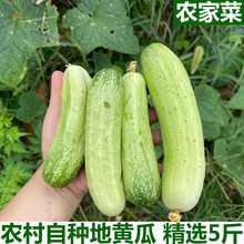 包邮 小黄瓜无需削皮 甜嫩脆青瓜 白玉黄瓜新鲜农家水果黄瓜