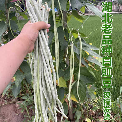 农家老品种长豇豆白豆角白豇豆