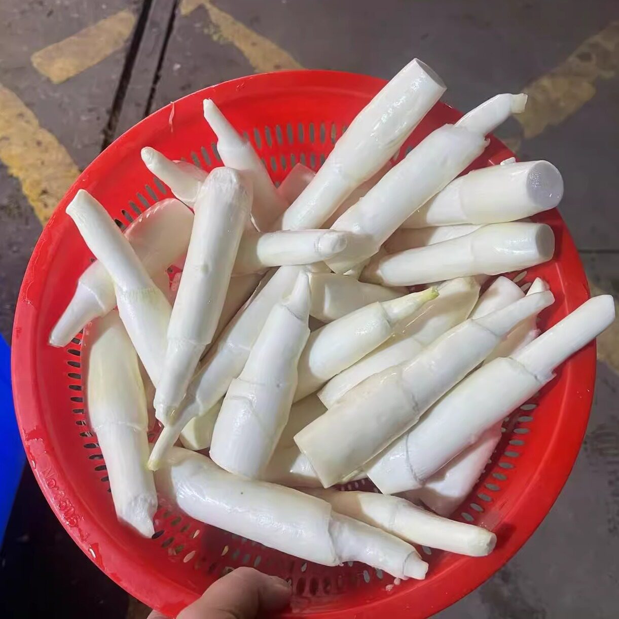 茭白笋时令新鲜蔬菜茭白农家高笋鲜嫩高山蔬菜现采加冰发货包邮