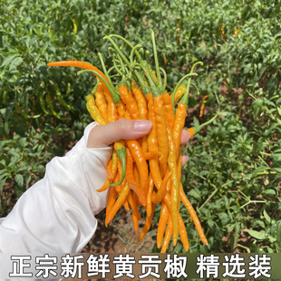 正宗黄贡椒新鲜黄辣椒原产地直发现摘现发餐饮饭店包邮产地直发