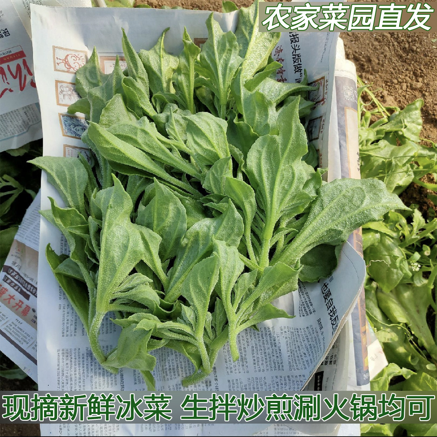 冰草 冰菜 新鲜当季时令蔬菜现摘现发即食生吃凉拌沙拉涮火锅菜