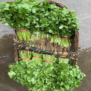 新鲜香菜 芫荽 乌苏 芫茜小种香菜 新鲜香菜香菜特香 配菜包邮