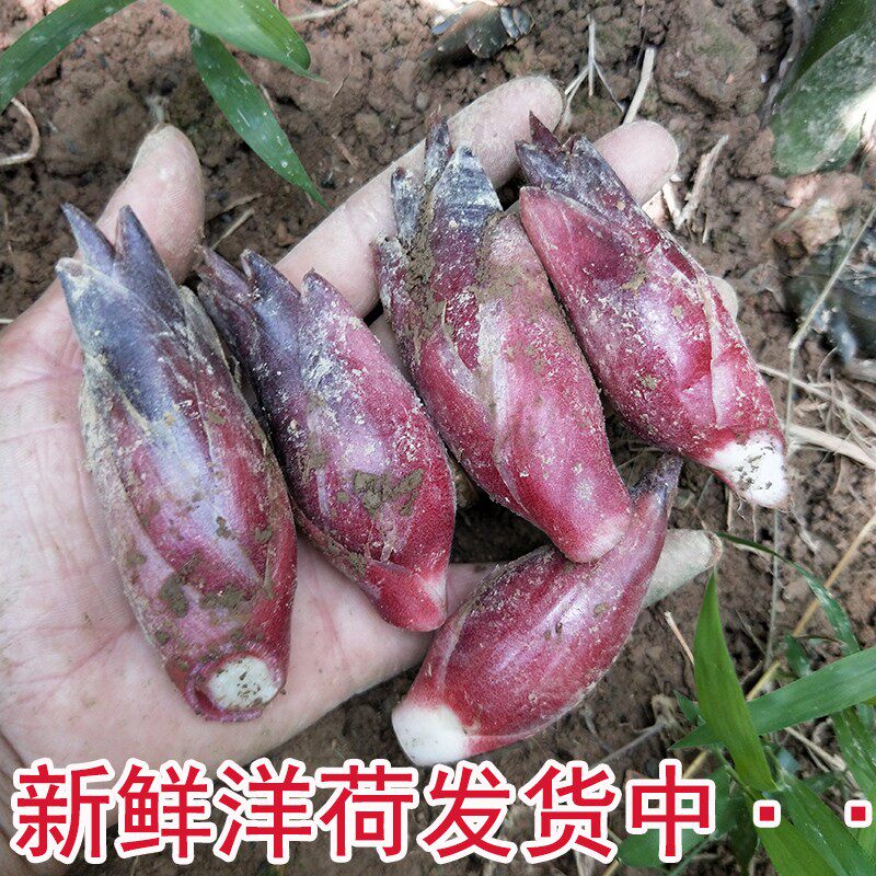 阳荷新鲜洋荷姜洋霍阳霍洋河现挖茗荷洋胡姜新鲜野生新鲜蔬菜包邮