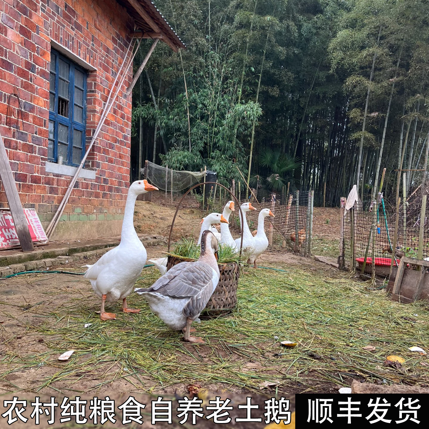 农村散养老鹅鹅肉纯粮食喂养老土鹅大白鹅整只新鲜现杀顺丰包邮