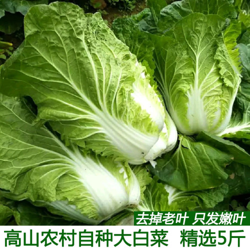 农村自种露天大白菜新鲜白菜