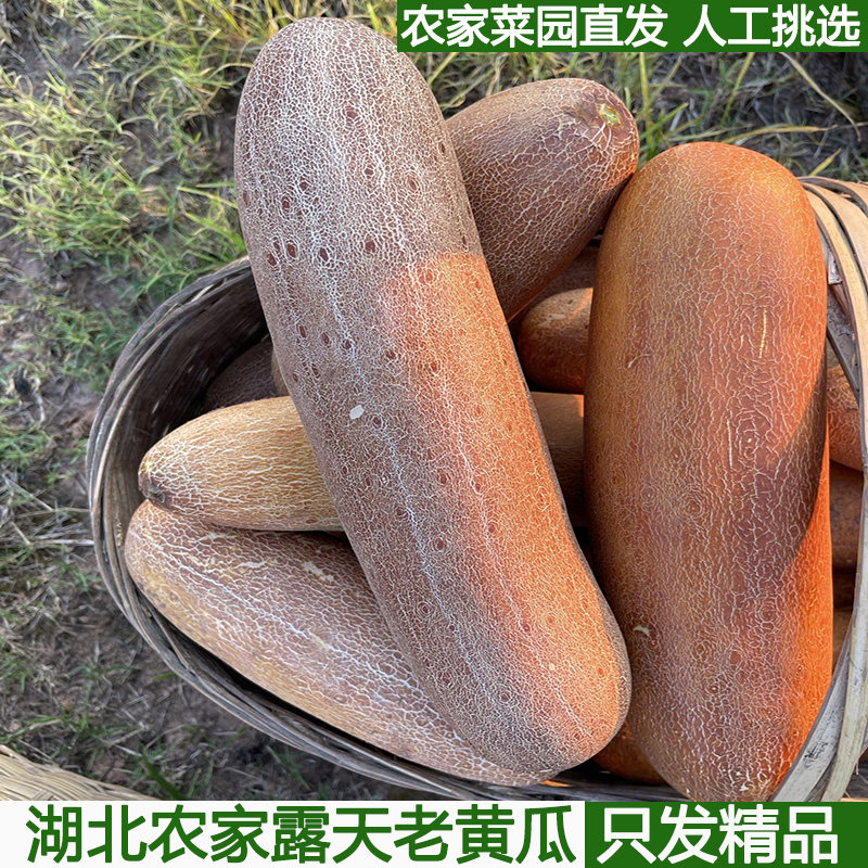 当季现摘湖北麻皮老黄瓜种农家新鲜本地蔬菜炖汤凉菜开胃酸黄瓜
