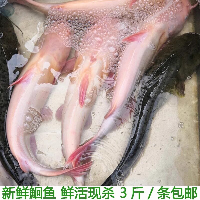湖北宜昌新鲜鮰鱼食用肥鱼