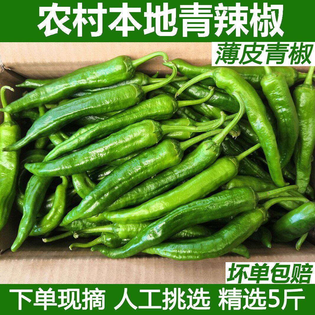 农家蔬菜青辣椒青尖椒薄皮辣椒