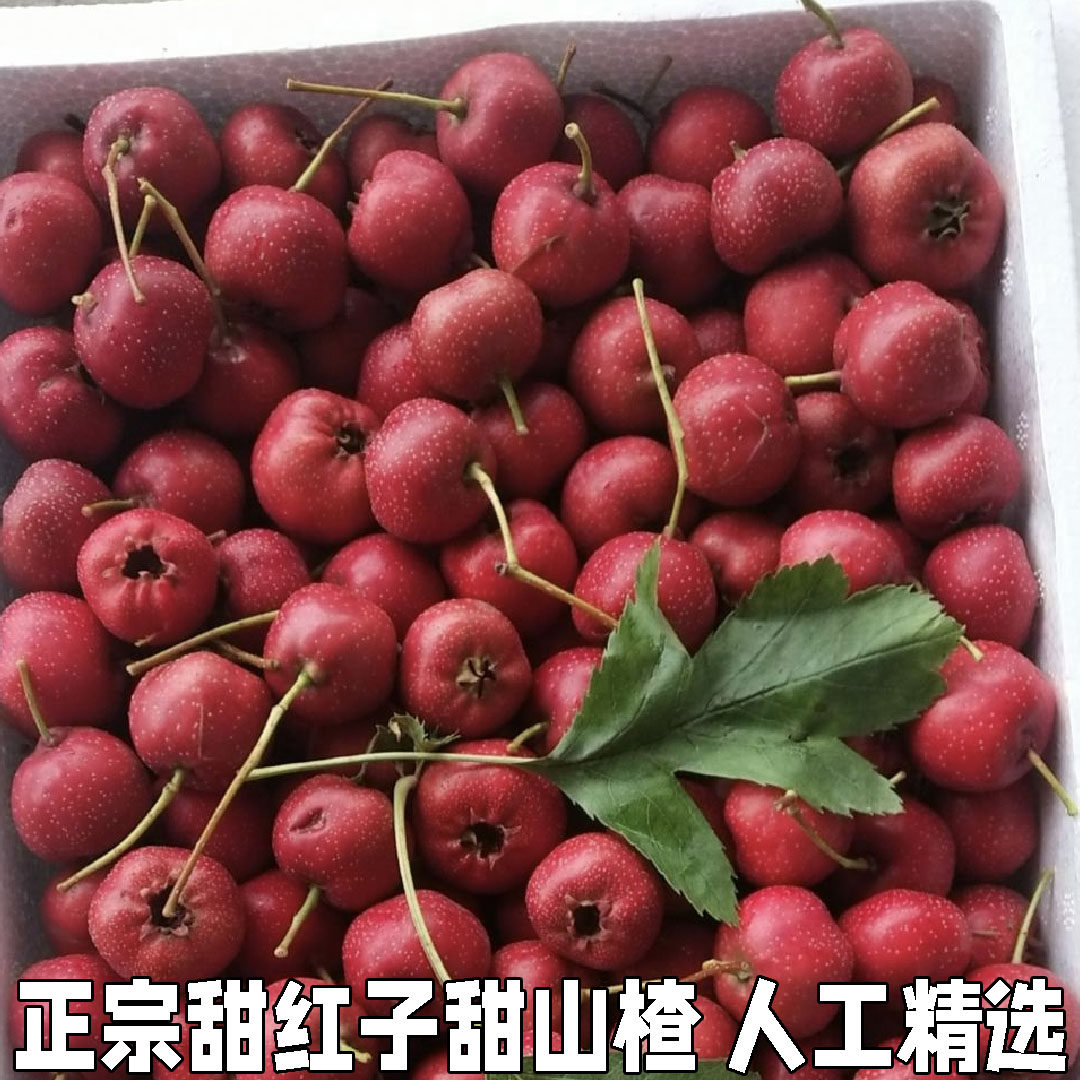 甜红子山楂果新鲜现摘山里红甜口小山楂五愣金星糖葫芦糖雪球包邮