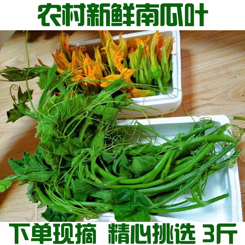 新鲜南瓜藤叶尖现货农家现摘低脂时令蔬菜南瓜梗南瓜尖南瓜叶包邮