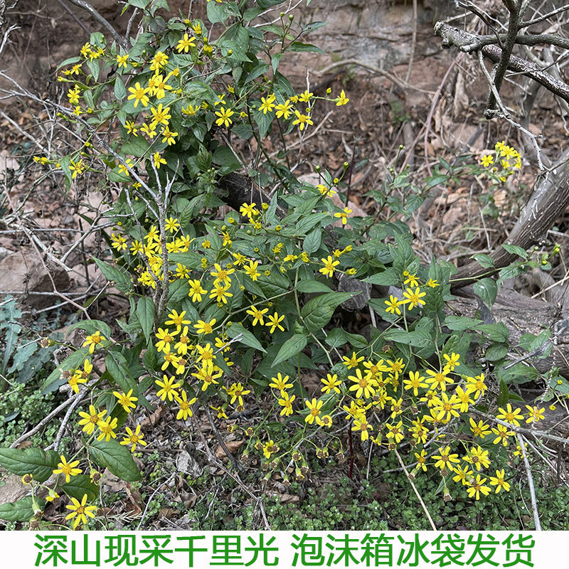现采新鲜千里光千里及千里急千里明千里光现摘现发农村田间杂草