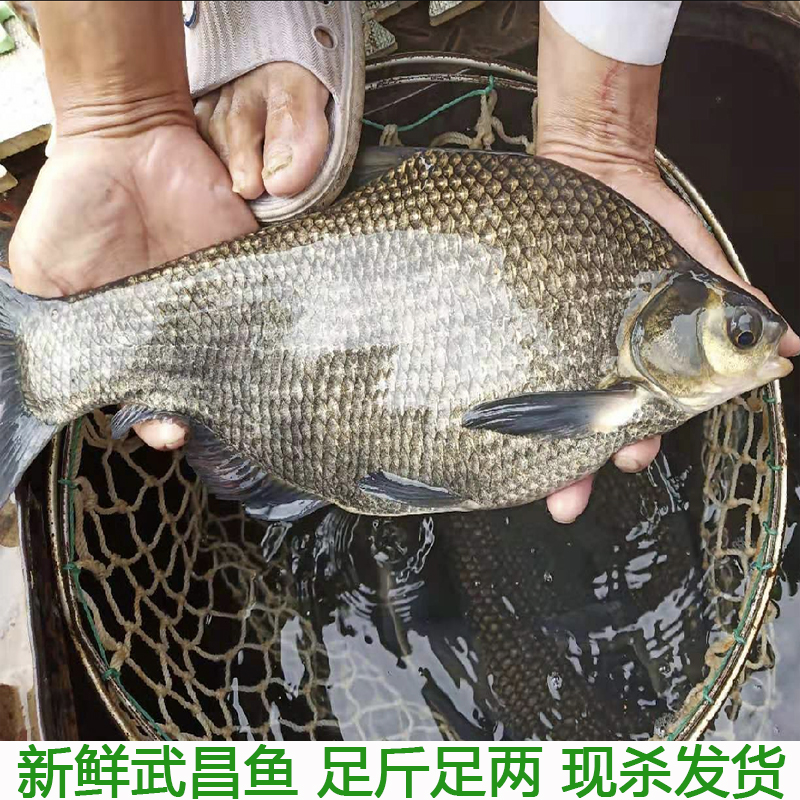 鳊鱼新鲜武昌鱼淡水鱼鲜活鳊鱼扁鱼新鲜湖北宜昌水库鱼直发包邮