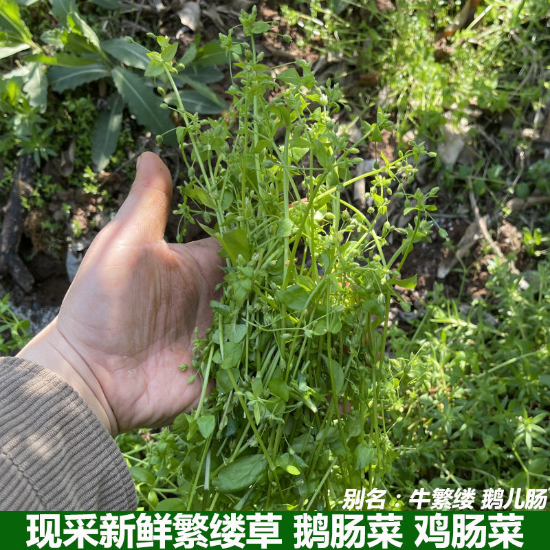 新鲜繁缕草鹅肠菜鸡儿肠鹅儿肠中草药鸡肠菜鹅肠草牛繁缕现采包邮
