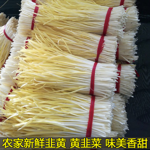 新鲜韭黄头茬黄韭菜系新年当季蔬菜时令蔬菜冬至饺子食材韭菜嫩芽