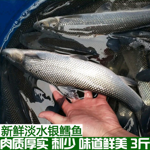 新鲜银鳕鱼淡水大鳞鲃鱼雪鱼鱼苗淡水鱼塘养殖鱼现杀现发包邮