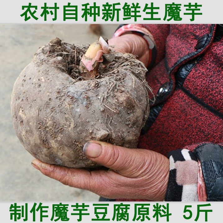 湖北魔芋新鲜现挖生魔芋新鲜当季魔芋豆腐原料农家自种新鲜魔芋果