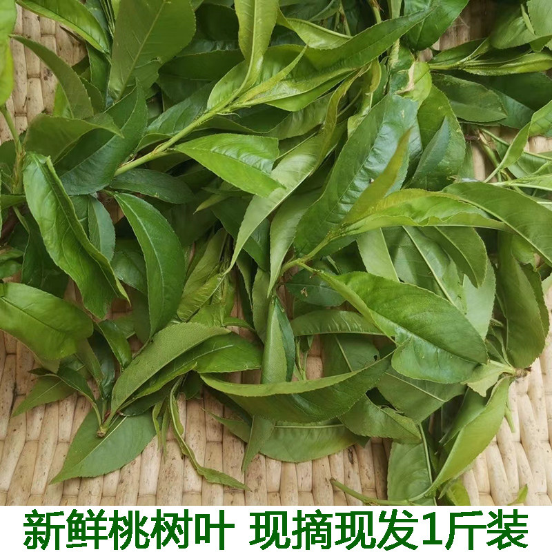 新鲜野生桃树叶中药材毛桃叶 嫩桃子叶子 桃叶茶包邮毛桃树叶
