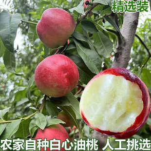新鲜白心油桃水晶油桃子应季现摘纯脆甜枣桃白肉红皮桃子包邮