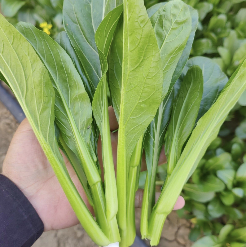 湖北甜菜心油菜苔菜薹本地菜苔甜菜苔青菜新鲜蔬菜农家自种油青菜