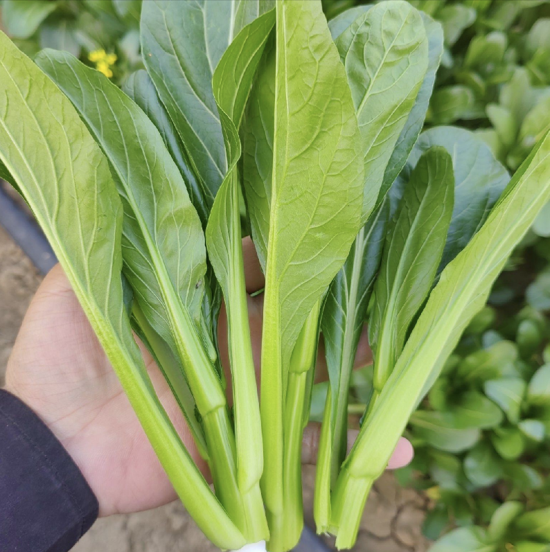 农家时令蔬菜新鲜油菜苔甜菜心