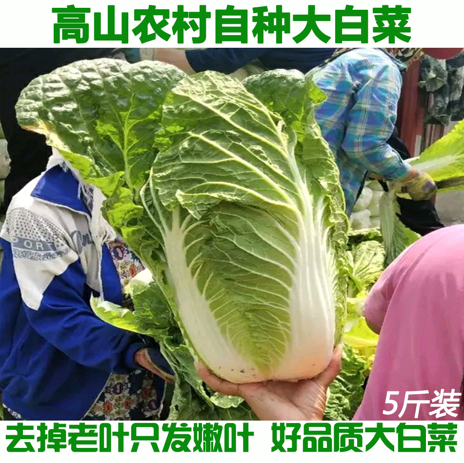 湖北农村自种长阳大白菜新鲜蔬菜农家青菜黄心鲜嫩白菜5斤包邮