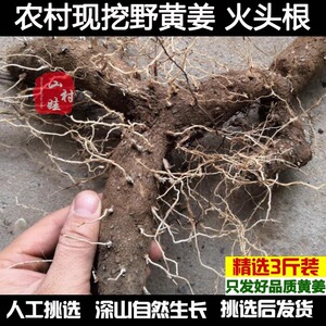 农村土特产野黄姜火藤根黄姜种盾叶薯蓣新鲜生火头根3斤装