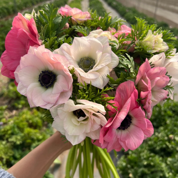 滇峰园艺春季开花银莲花花色丰富