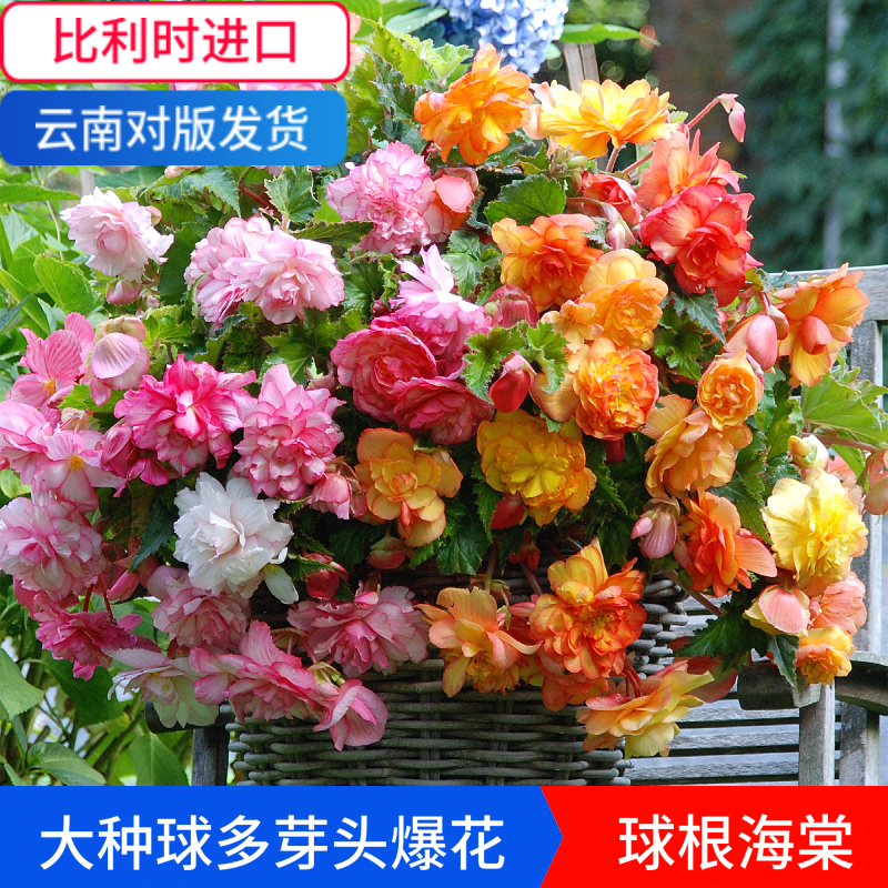 比利时进口球根海棠花夫妻海棠花种球多色高档园艺花卉阳台庭院种